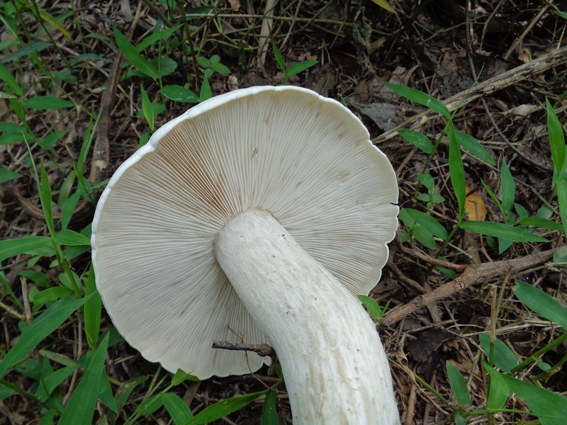 Milky white mushrooms (Calocybe indica) ready for harvest