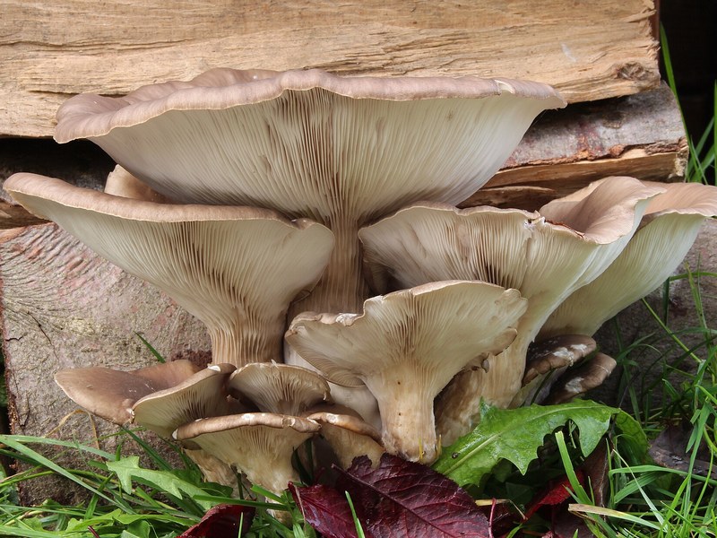 Cluster of oyster mushrooms (Pleurotus ostreatus)